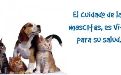 El cuidado de las mascotas, vital para la salud de tu compañero peludo y de su entorno.